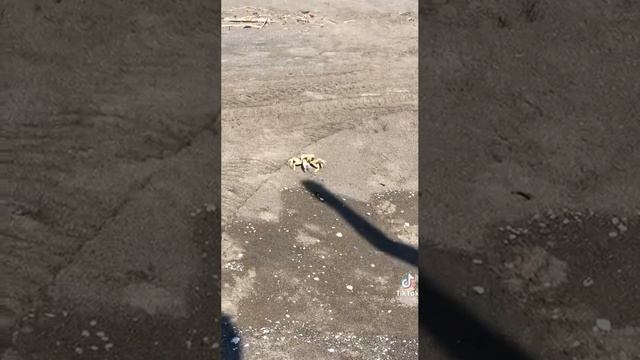 Краб смотреть онлайн