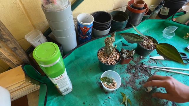 Huge Etsy unboxing of 12 Hoyas, Scindapsus, Nepenthes, Palms and Cacti; Show me the Green episode 2 смотреть онлайн