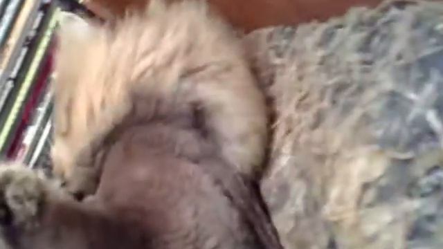 Мои котики. Сеня и Пися. смотреть онлайн