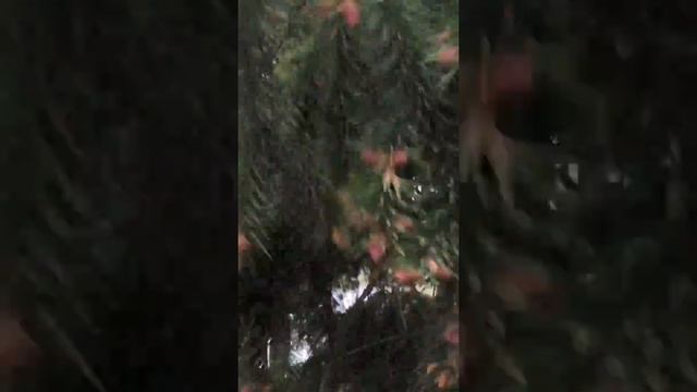 Елочки цветут - пыльца! смотреть онлайн