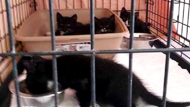 Коробку бросили под палящим солнцем на стоянке приюта.Они не могли поверить глазам когда открыли её