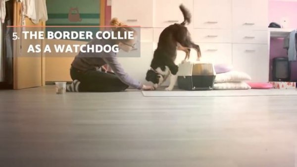 10 Fascinating Facts About the Border Collie