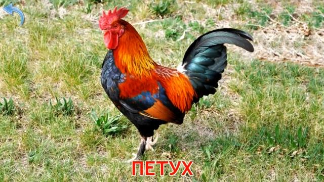 Карточки Домана. Часть 1. Домашние животные смотреть онлайн