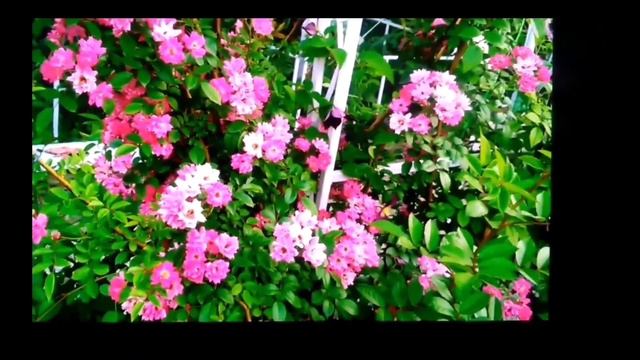 Розы для арок, пергол, беседок .Самые зимостойкие, самые обильноцветущие . смотреть онлайн