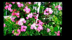 Розы для арок, пергол, беседок .Самые зимостойкие, самые обильноцветущие .