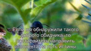 К чему снится Негр? Толкование сна по сонникам Ванги и Хассе