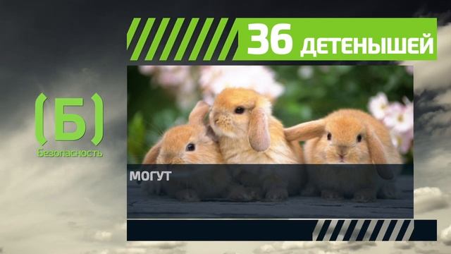Мясные породы кроликов могут приносить до 36 детенышей в месяц смотреть онлайн