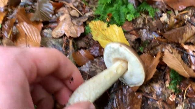 Unser Pilzjahr 2019 | Wollstieliger Raufußröhrling, Blaufüßiger Raufuß, Leccinum cyaneobasileucum смотреть онлайн