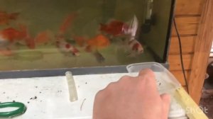 Разведение цветных карасей. Карась комета. Начало эксперимента