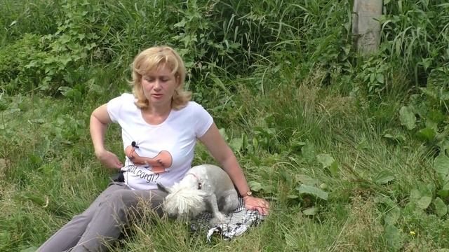 Почему СОБАКА ПОДБИРАЕТ ЕДУ с земли и надо ли ЕЕ за это НАКАЗЫВАТЬДрессировка собак