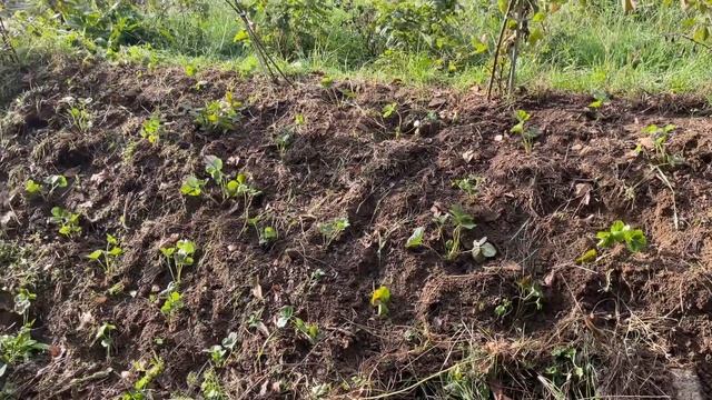 Подсказки из Грузии для устройства исихастирия смотреть онлайн