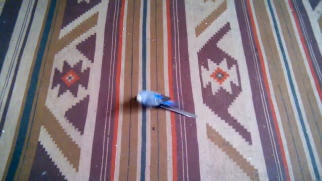 Попугай извращенец смотреть онлайн