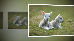 Пастух    Слайд для детей из журнала Светильник №5 2012 1   МСЦ ЕХБ   скачан с сайта dstudio info