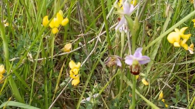 A PYRAMIDAL ORCHID - ANACAMPTIS PYRAMIDALIS