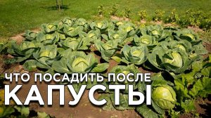 Что можно посадить после капусты