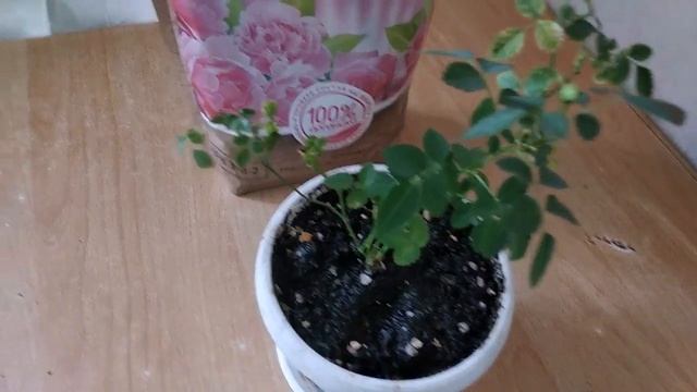 #РОЗА ПОЛИАНТОВАЯ ИЗ СЕМЯН, САМОИЗОЛЯЦИЯ. смотреть онлайн