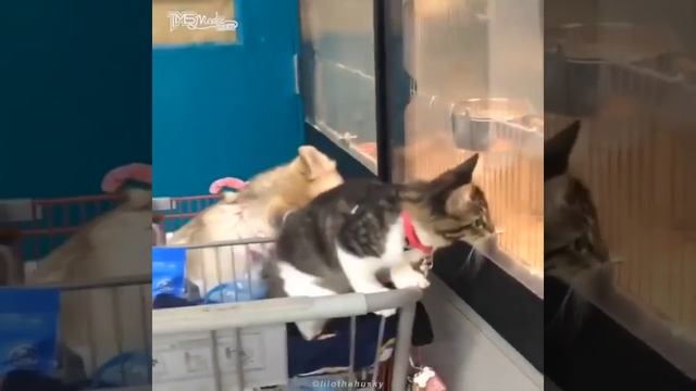 Котёнок которого воспитали собаки смотреть онлайн
