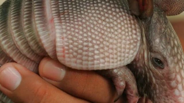 Самые милые Броненосцы мира смотреть онлайн