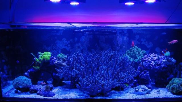 Update on using All-For-Reef! смотреть онлайн