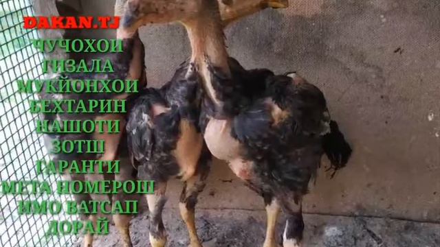 4 июля 2020 г. смотреть онлайн