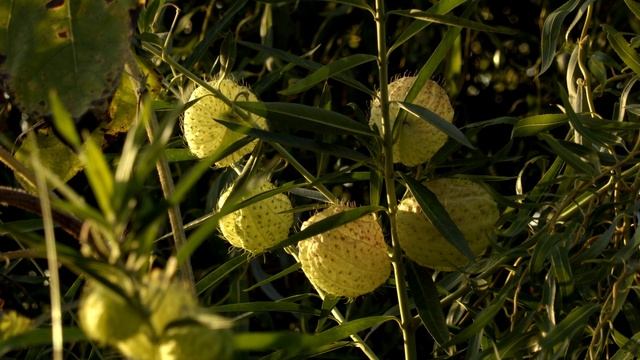 Canon XC10, 4K Video, Autumn, Botanical Garden смотреть онлайн