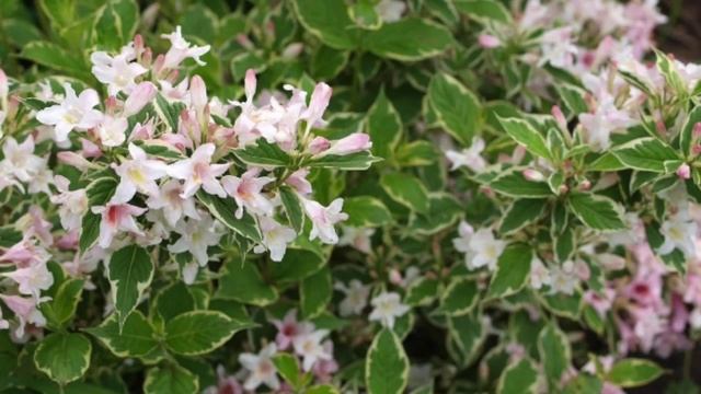 Weigela florida Growing Guide смотреть онлайн