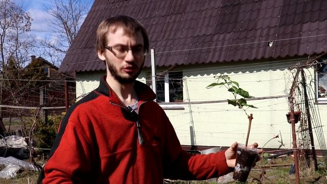 Виноград на Северо-Западе. Черенкование, уходу и посадка. смотреть онлайн