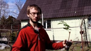 Виноград на Северо-Западе. Черенкование, уходу и посадка.