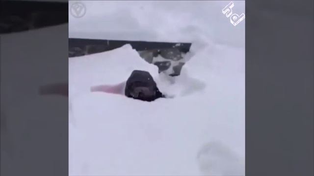 Приколы 2019. Ржака до слез. Юмор дети, животные, приколисты в сетях.(1) смотреть онлайн