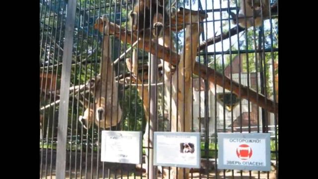 Новосибирский зоопарк (3 часть) смотреть онлайн