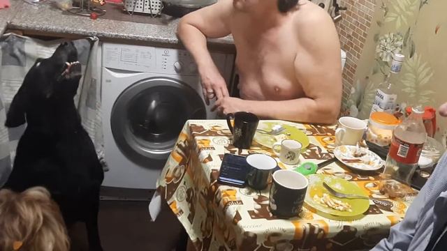 ноль Федор Чистяков Михаил Полухутенко Эльвира Иван Соколов Лабрадор Рей кухня YouTube Leo Ridge смотреть онлайн