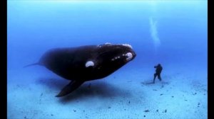 СИНИЙ КИТ, ВСЯ ПРАВДА О СМЕРТЕЛНЬОЙ ИГРЕ!