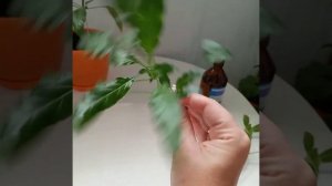 Размножение кроссандры.Комнатные цветы.