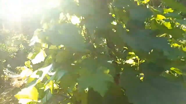 Огородные работы в июле. Пасынкование винограда.