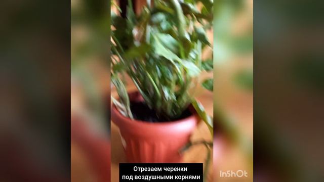 Черенкование / размножение сингониума