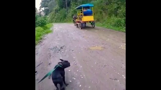 Собака кричит аряря смотреть онлайн