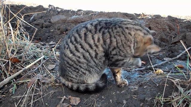 Забрали котёнка. Брошенный котёнок. Последний день. смотреть онлайн