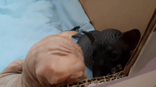 Инопланетные котята смотреть онлайн