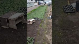 Результат применения Локера с Икар Фосто Рутс