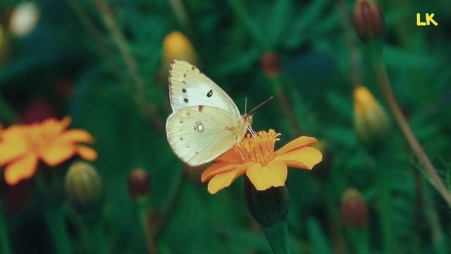Великолепные Бабочки. Пение Птиц и Звуки Леса. Музыка Природы для Малыша не Выходя из Дома! смотреть онлайн