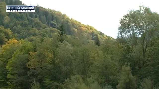 В Украине лесное хозяйство находится у критическом состоянии смотреть онлайн