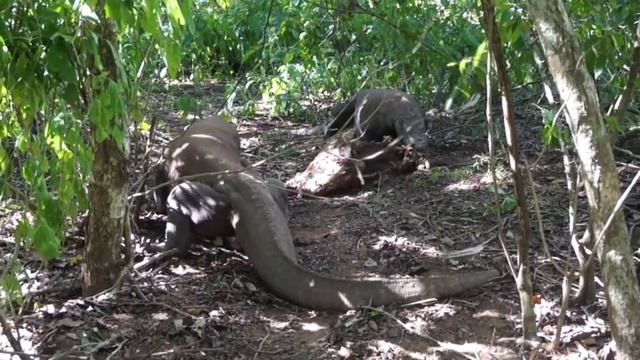 Komodo Dragons Feeding смотреть онлайн