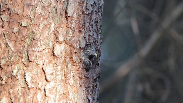 Wild Belarus Bialowieza forest/Wildlife in the primeval forest смотреть онлайн
