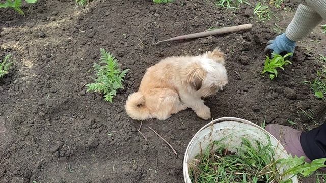 Утка села на яйца. Посылка Тики-Текс. Ремонт распылителя. смотреть онлайн