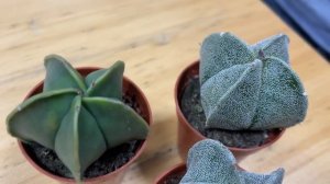 Астрофитумы - кактусы без колючек | Лысые кактусы или чудо природы?