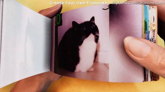maxwell the cat evolution Flipbook смотреть онлайн