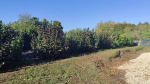 Фундук Подарок Ваничевой (4219). Обзор сорта и липецкого питомника.