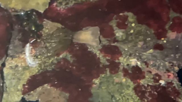 My Reef Aquarium Is Being Attacked. смотреть онлайн