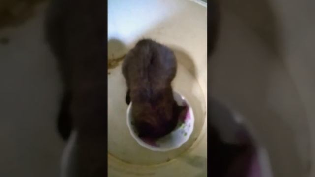 кеня котенок кушает вискос найдено в портизанске на помойке #мукбанг #обжор #котенок #вискас смотреть онлайн