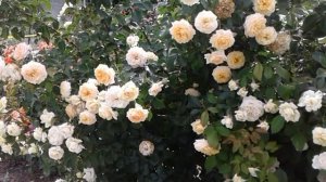 розы Лиа Меж, Велленшпиль и Ля Калисон, питомник роз rozarium.biz